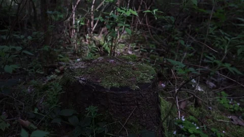 Old mossy tree stump surrounded by wild forest plants and soft green undergrowth Video stock 307699890