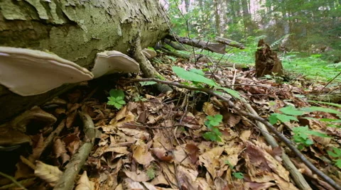 Old mossy tree stump with Tinder Polypore Fungus Video stock 51492290