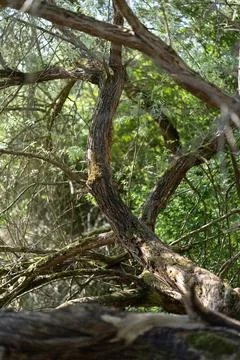 Old mossy tree trunk with twisted branches growing in dense wild forest Stock Photos