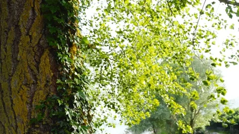 The old mossy trunk covered in ivy Stock Footage 328033732
