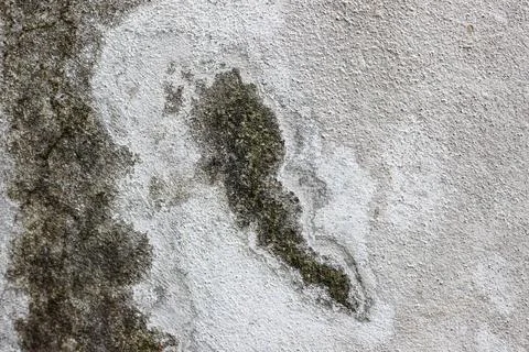 Old mossy wall background texture	 Stock Photos