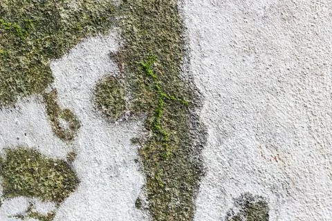 Old mossy wall background texture	 Stock Photos