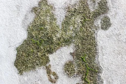 Old mossy wall background texture	 Stock Photos