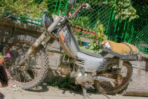Old motorcycle resting against a wall with foliage in a quiet urban setting Stock Photos