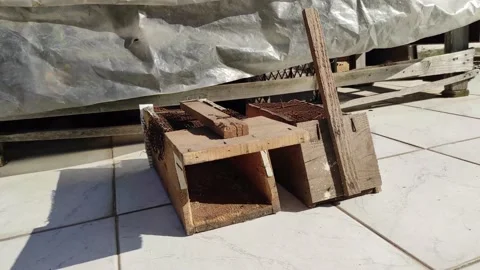 Old Mouse Trap Stock Footage 150187978