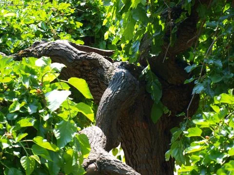 The old mulberry Stock Photos