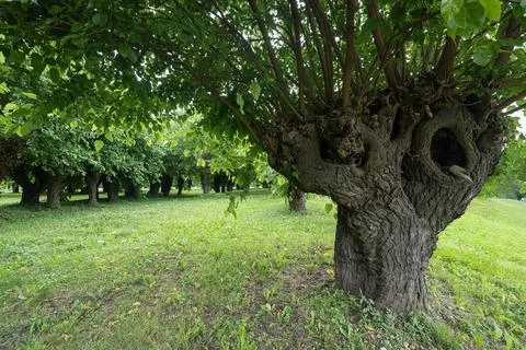 Old Mulberry Stock Photos