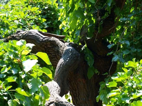 The old mulberry tree Stock Photos