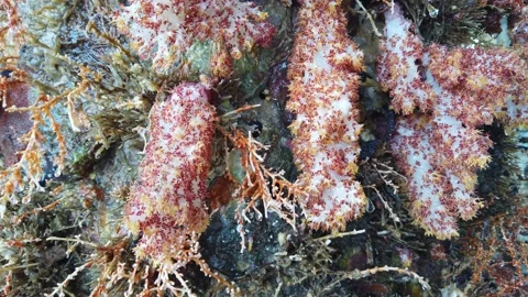 Old multi string casing conductors Stock Footage 130483472