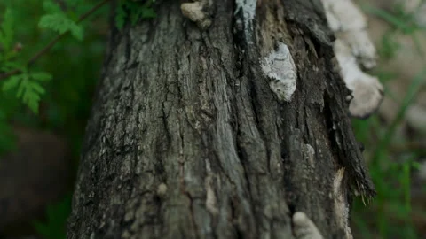 Old mushroom growth on tree trunk, Mynion Falls, Australia, QLD, Gondwana Stock Footage 240097345