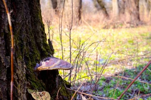 Old mushroom on the tree trunk Stock Photos