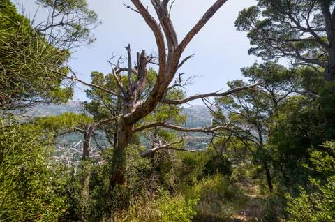 Old mysterious tree in the hiking path to abandoned fortress of Sutomore Stock Photos