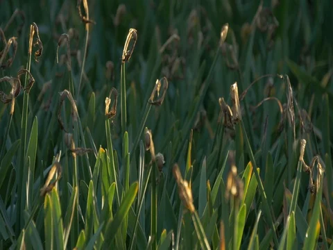 Old narcissus flower Stock Footage 76479472