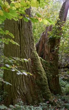 Old natural deciduous stand in autumn with old oak stump moss wrapped in fore Foto stock