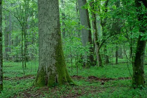 Old natural deciduous stand in spring with old oak and hornbeam tree,Bialowie Stock Photos