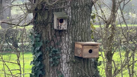 Old nesting boxes attached to bark detail Stock Footage 331252466