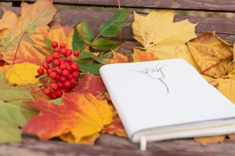 Old notepad with drawing and rowan in autumn leaves Stock Photos