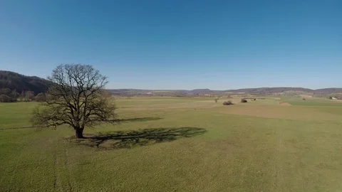 Old oak and landscape in Hesse Stock Footage 103718149
