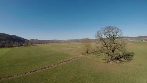 Old oak and landscape in Hesse Stock Footage 103720641