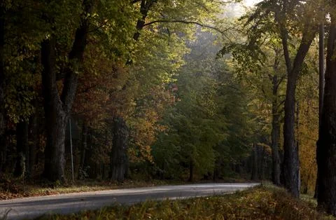 Old oak and maple trees next to country road Stock Photos