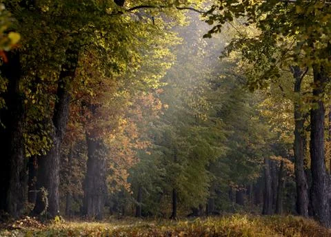 Old oak and maple trees in autumnal light Stock Photos