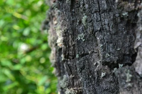 Old Oak on a Background of Greenery Stock Photos