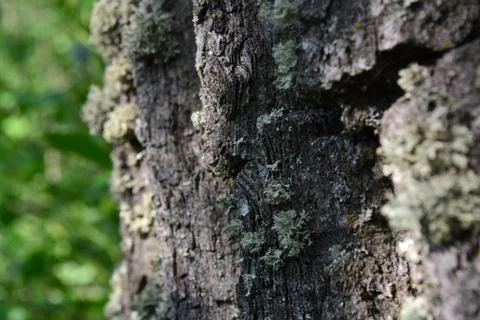 Old Oak Bark Foto stock