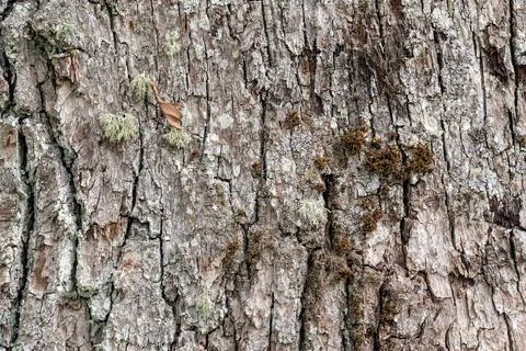 Old oak bark. Stock Photos