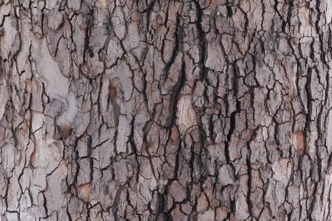 Old oak bark texture close-up. Nature background. Fotos de archivo