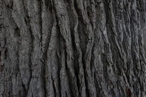 Old Oak Bark Texture Grey Color Stock Photos