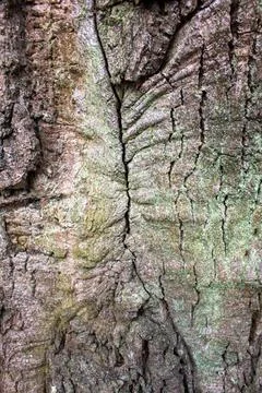Old oak bark texture Stock Photos