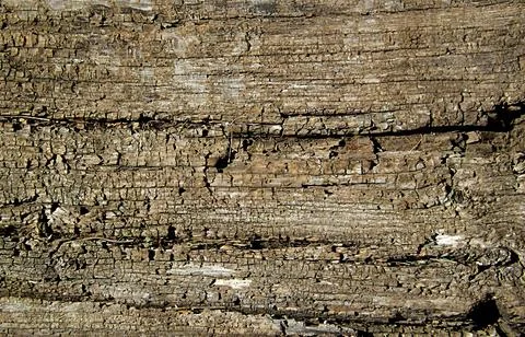 Old oak board close up. Stock Photos