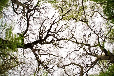 Old oak branches Stock Photos