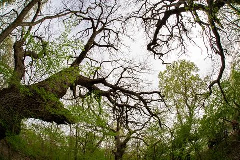 Old oak branches Stock Photos