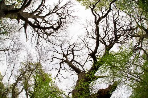 Old oak branches Stock Photos