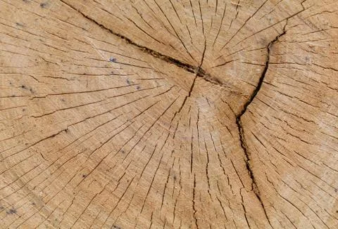 Old Oak Cross Section Stock Photos