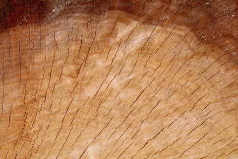 Old Oak Cross Section Stock Photos