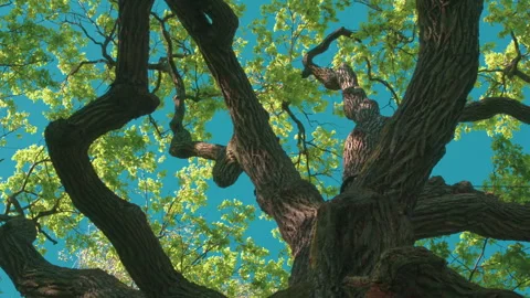 Old Oak in the Evening Rays 4K Stock Footage 242192241