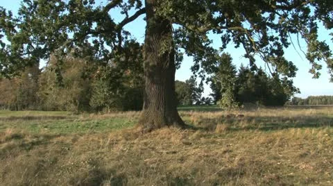 Old oak on field Stock Footage 21759278