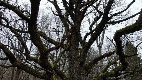 Old oak Stock Footage 104864348