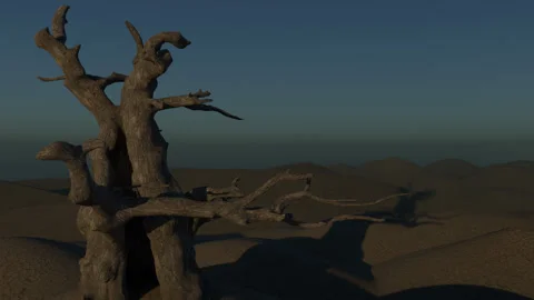 Old Oak Stock Footage 141890807