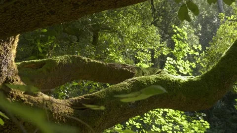 Old oak in the forest with green moss on branches in sunset light Stock Footage 221582819