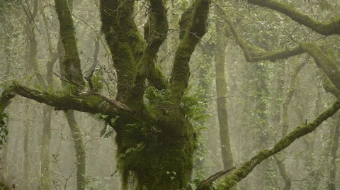 Old oak in the forest of mist Stock Footage 43213751