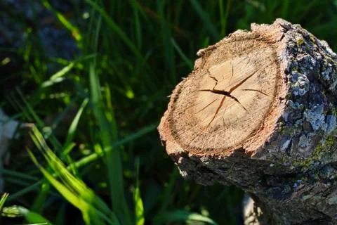 Old Oak Log Cross Section Stock Photos