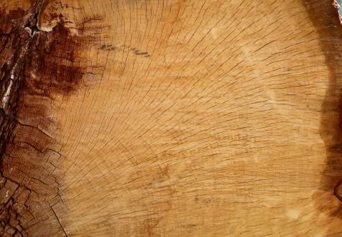 Old Oak Log Partial Cross Section Stock Photos