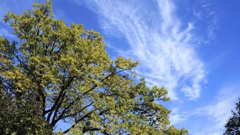 Old oak nature Foto stock