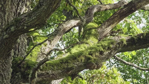 Old oak in the old forest. Branches covered with green moss. Stock Footage 234699351