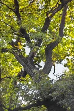 Old oak Foto stock