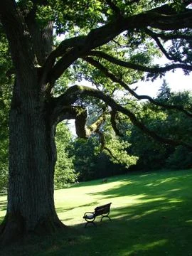 Old Oak Stock Photos