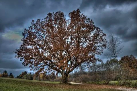 Old oak Stock Photos